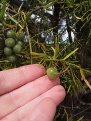 Asparagus aethiopicus