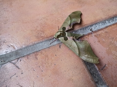 Adhemarius blanchardorum