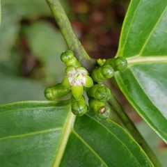 Canthiumera robusta