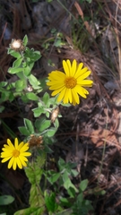 Heterotheca mucronata