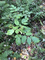 Fraxinus americana