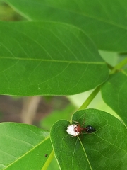 Crematogaster perelegans