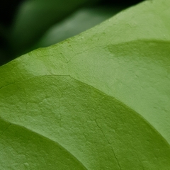 Canthiumera robusta