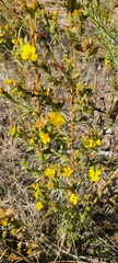 Deinandra mohavensis