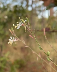 Oenothera filipes