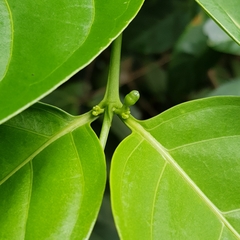 Canthiumera robusta