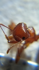 Crematogaster perelegans