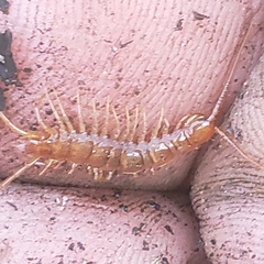 Lithobius forficatus