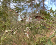 Oenothera filipes