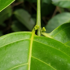 Canthiumera robusta