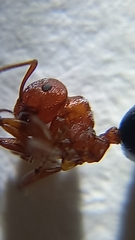 Crematogaster perelegans