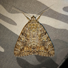 Catocala sponsa