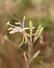 Oenothera filipes