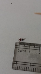 Crematogaster perelegans