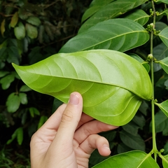 Canthiumera robusta