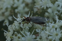 Bibioninae
