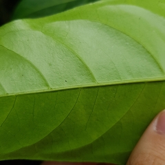 Canthiumera robusta