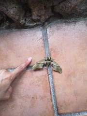 Adhemarius blanchardorum