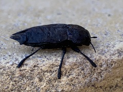 Capnodis tenebricosa