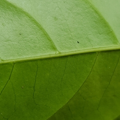 Canthiumera robusta