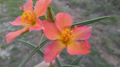 Talinum aurantiacum