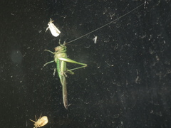 Conocephalus maculatus