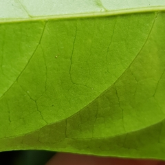 Canthiumera robusta