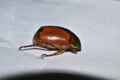Rutelinae