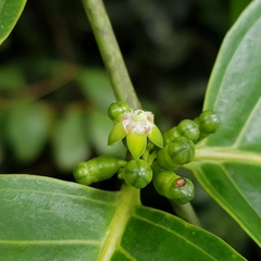 Canthiumera robusta