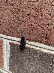 Chalcophora virginiensis