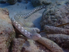 Myrichthys breviceps