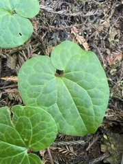 Asarum