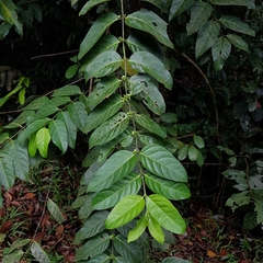 Canthiumera robusta