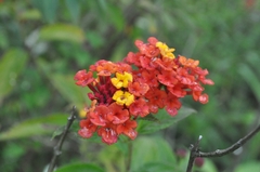 Lantana horrida