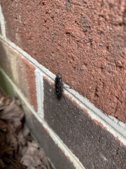 Chalcophora virginiensis