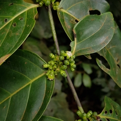 Canthiumera robusta