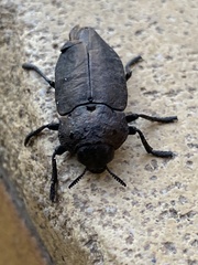 Capnodis tenebricosa