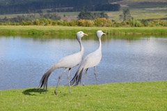 Anthropoides paradiseus