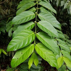 Canthiumera robusta