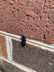 Chalcophora virginiensis