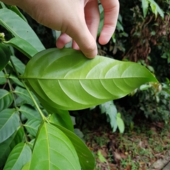 Canthiumera robusta