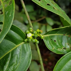 Canthiumera robusta
