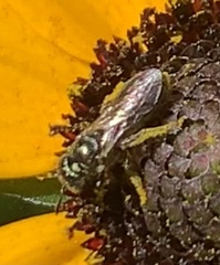 Ceratina calcarata