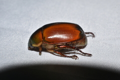 Rutelinae