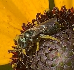 Ceratina calcarata