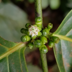 Canthiumera robusta