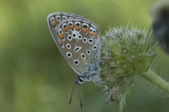 Polyommatus icarus