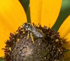 Ceratina calcarata