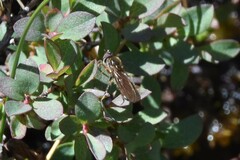 Melanostoma mellinum