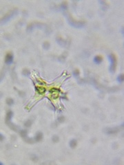 Staurastrum brachiatum